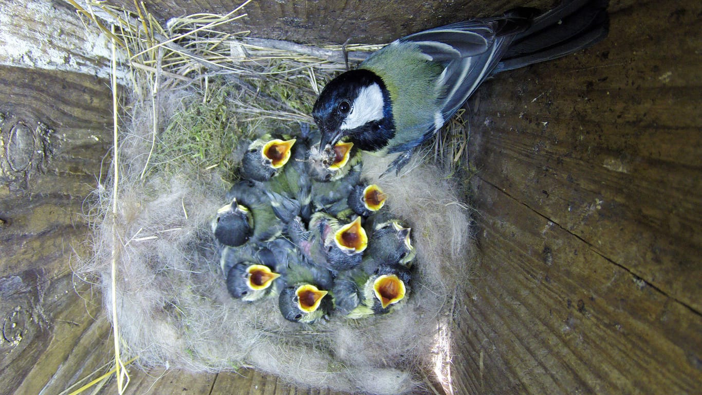 Kohlmeisennest: Nach dem Schlüpfen werden die Nestlinge von beiden Eltern gefüttert.