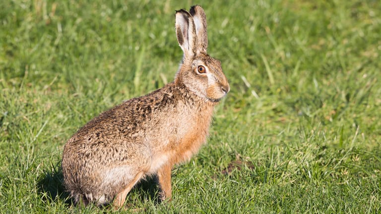Ein Hase sitzt auf einem Feld: Hasen sind Wildtiere. Sie sind viel größer als Kaninchen, haben längere Ohren und einen schlanken Körperbau.