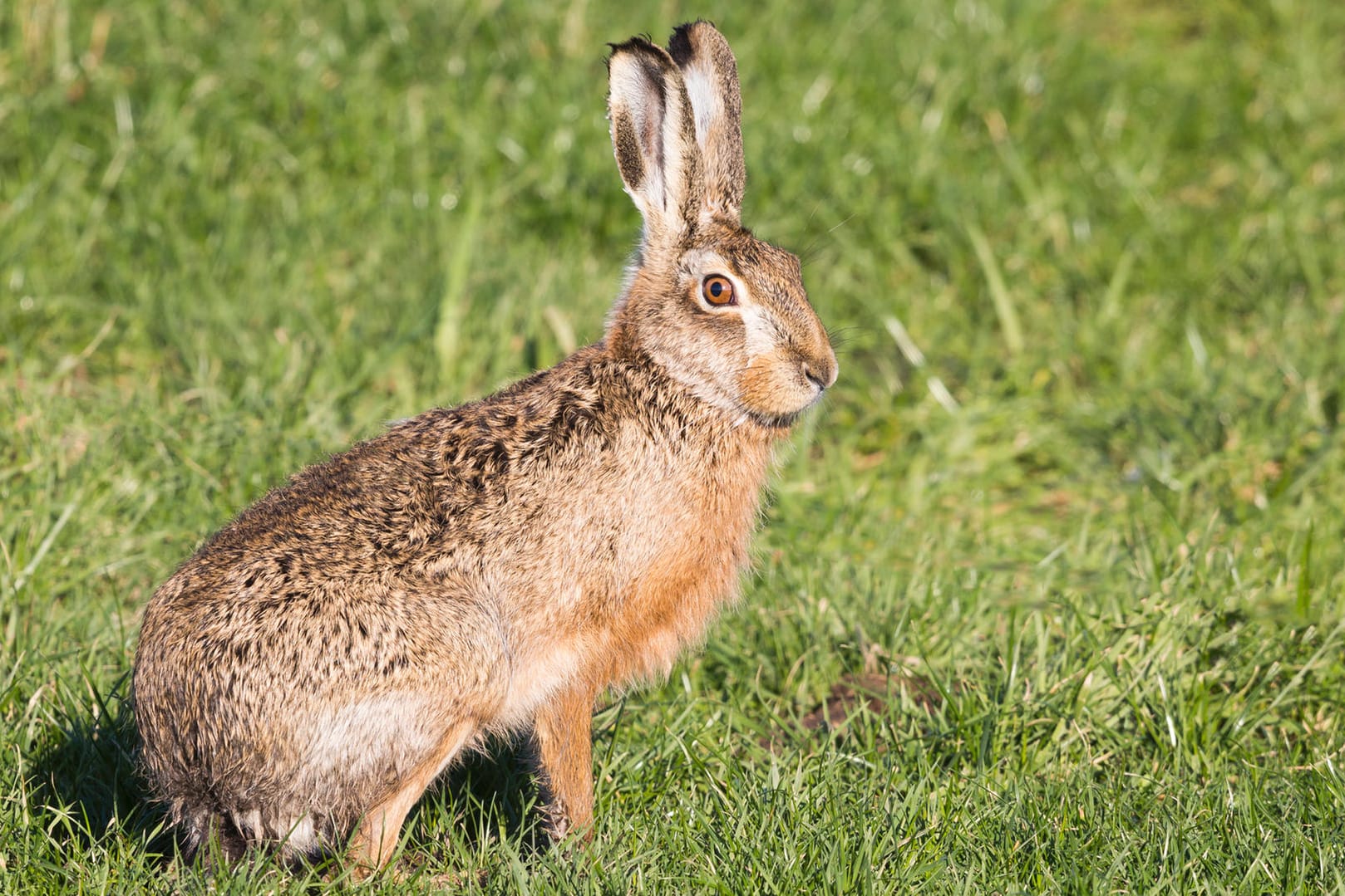 Ein Hase sitzt auf einem Feld: Hasen sind Wildtiere. Sie sind viel größer als Kaninchen, haben längere Ohren und einen schlanken Körperbau.