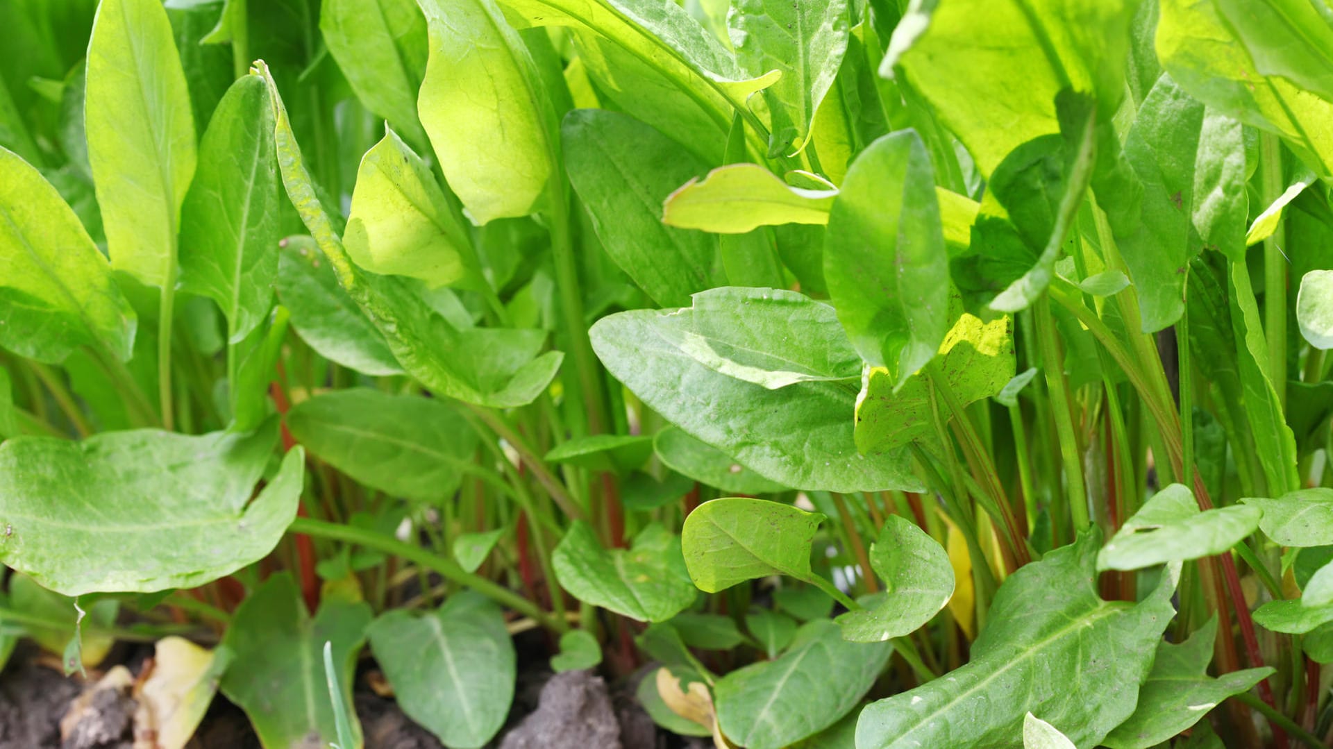 Auch wenn es sich bei Sauerampfer um ein Wildkraut handelt, ist es problemlos möglich, ihn im eigenen Garten zu ziehen.