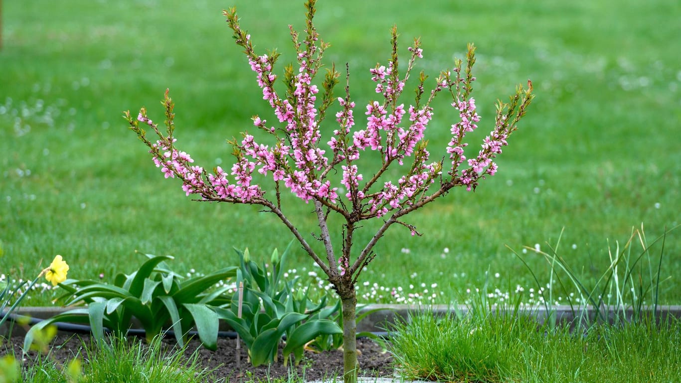 Zwerg-Pfirsichbäumchen: Auch kleine Obstbäume eignen sich für einen Wunschbaum.