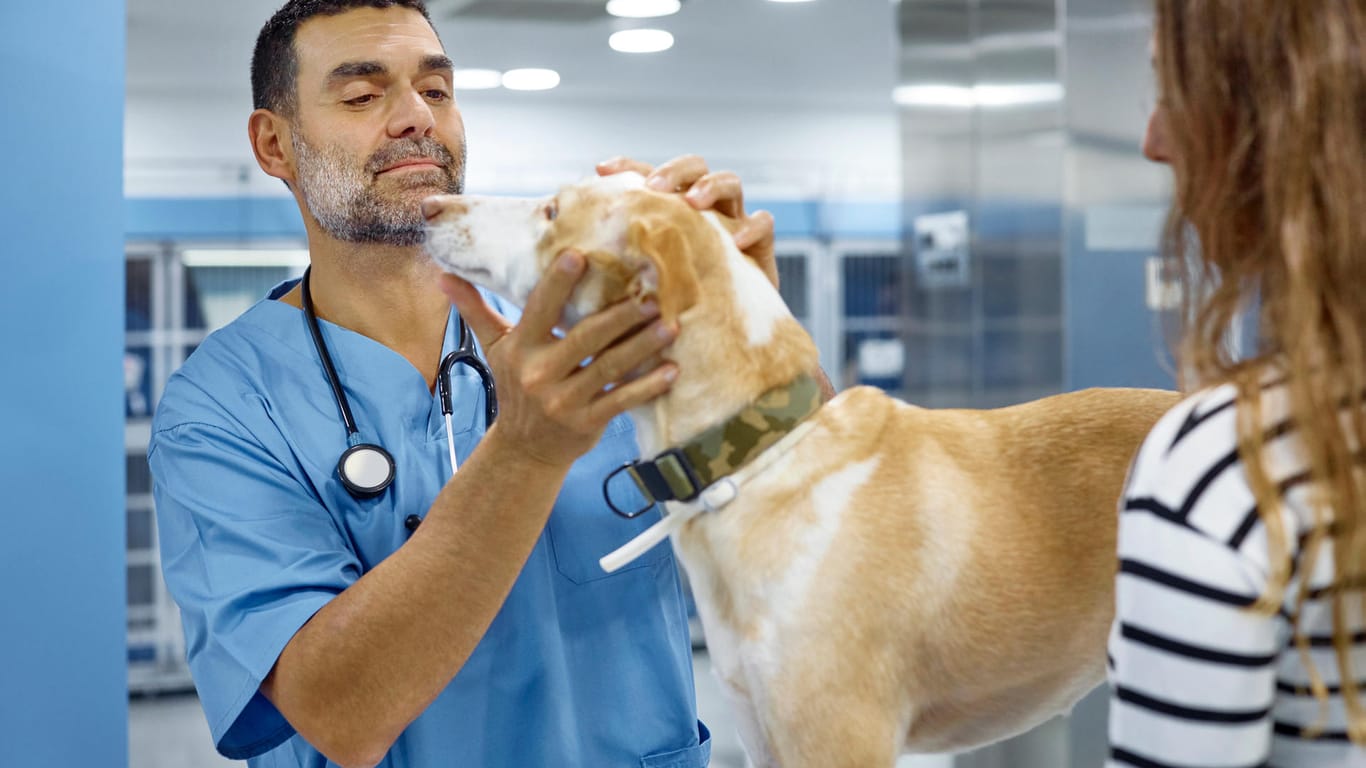 Tierarzt untersucht Hund: Steupe kann zu einer ernst zu nehmenden Bedrohung für Hunde werden.