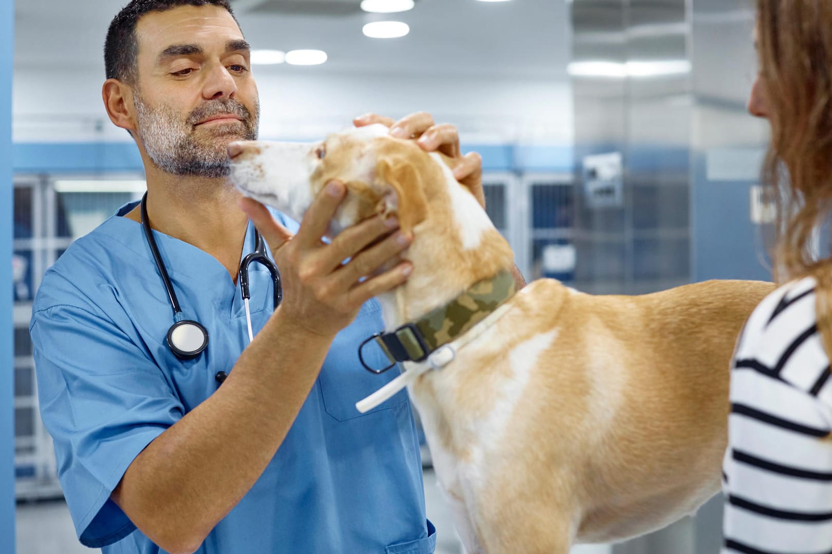 Tierarzt untersucht Hund: Steupe kann zu einer ernst zu nehmenden Bedrohung für Hunde werden.