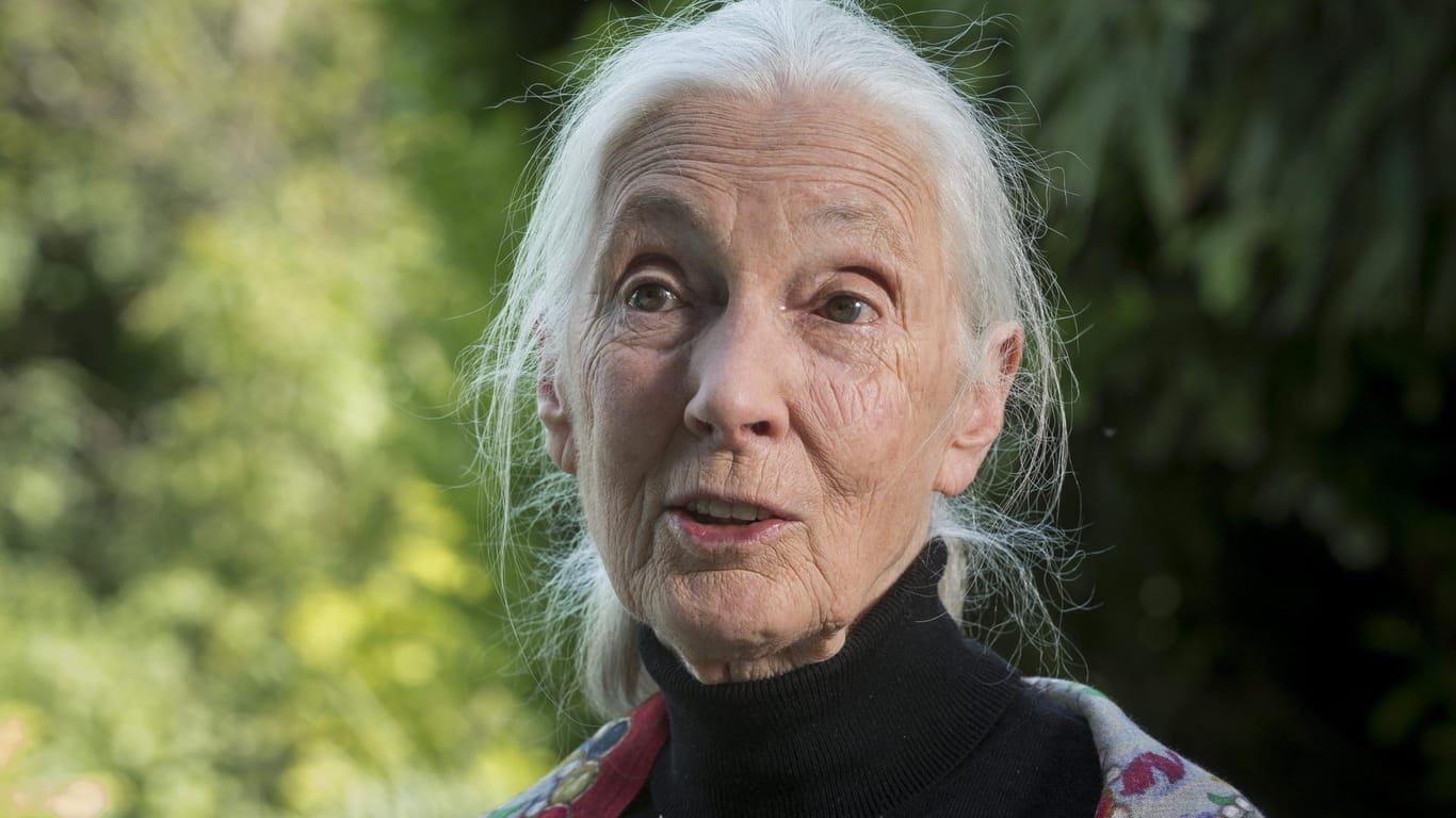 Britische Verhaltensforscherin Jane Goodall: Setzt sich für einen umfassenden Natur- und Artenschutz ein. Der heutige Google Doodle entstand in Zusammenarbeit mit ihr.