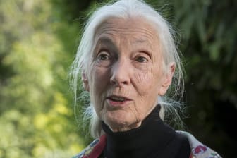 Britische Verhaltensforscherin Jane Goodall: Setzt sich für einen umfassenden Natur- und Artenschutz ein. Der heutige Google Doodle entstand in Zusammenarbeit mit ihr.