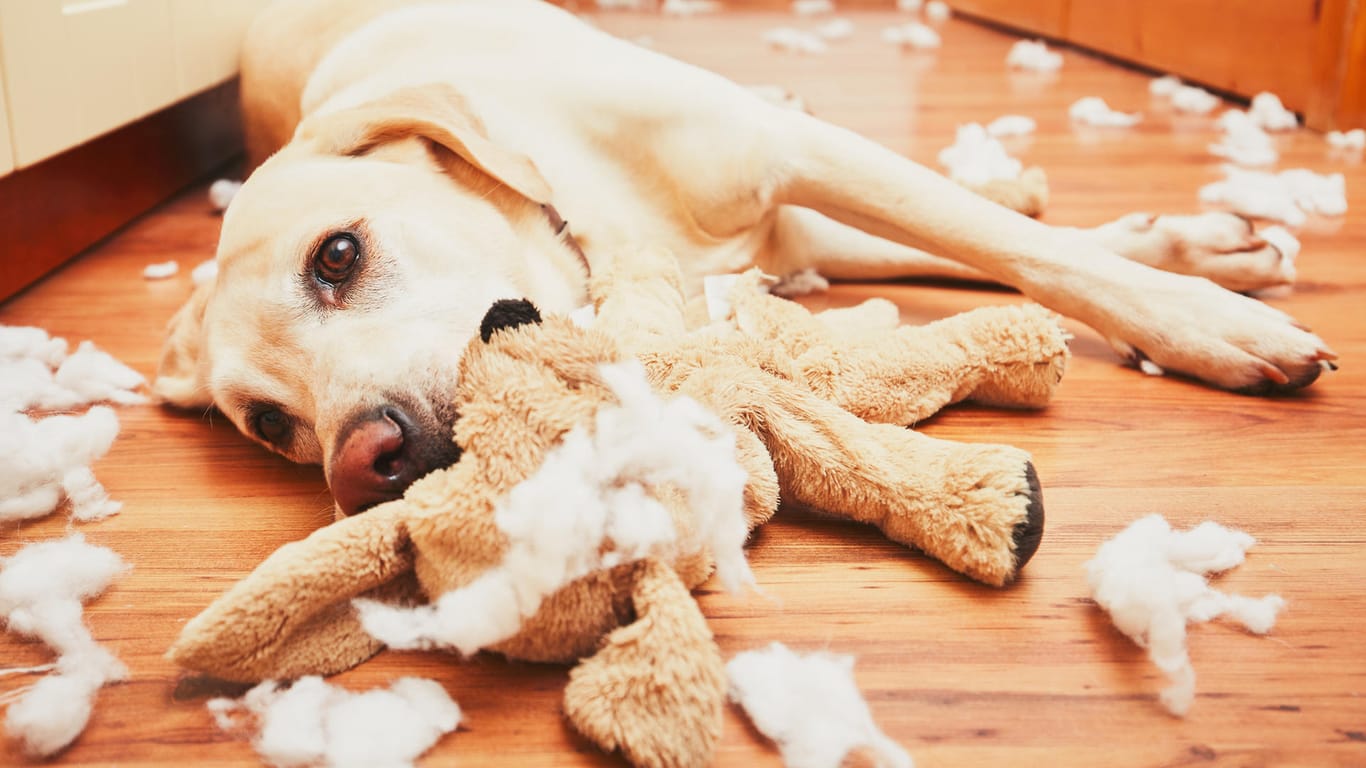 Hund mit Spielzeug: Ist ein Hund unterfordert, stellt er gerne etwas an.