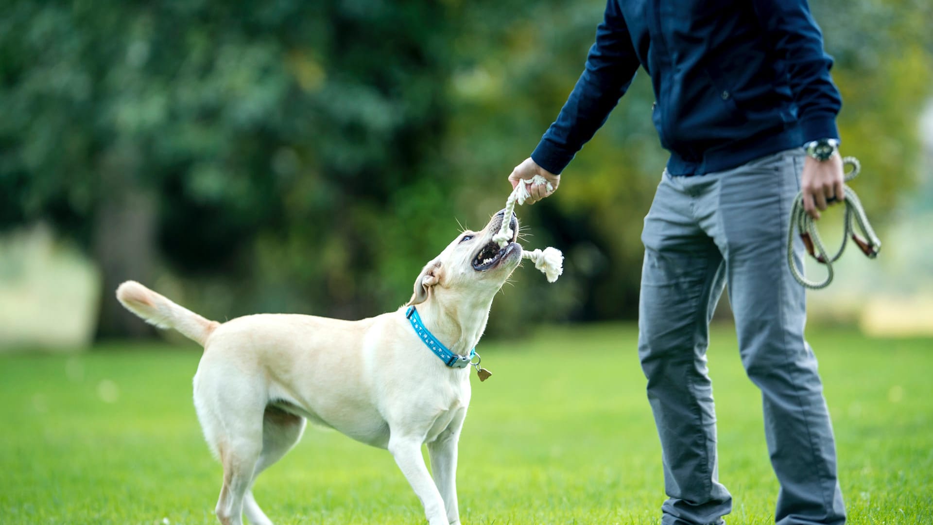 Hund und Mann spielen: Zerrspiele sind beliebt, aber nicht für alle Hunde geeignet.