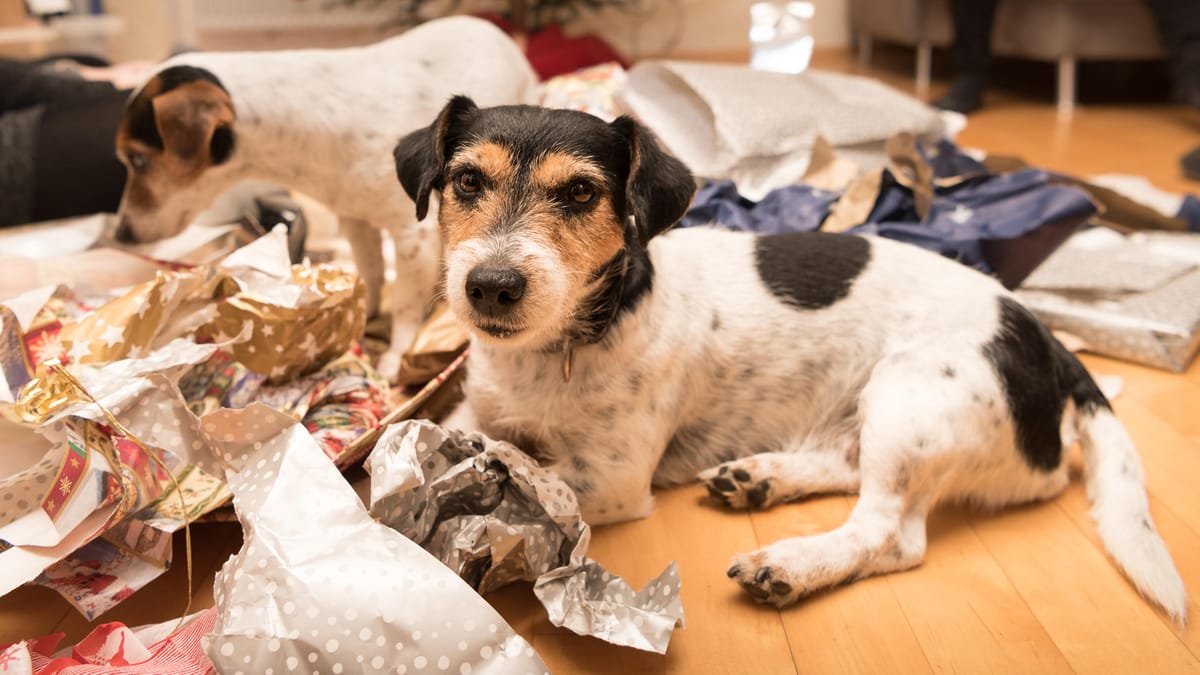 Berlin: Tiere als "Geschenkartikel" zu Weihnachten? Bezirk warnt