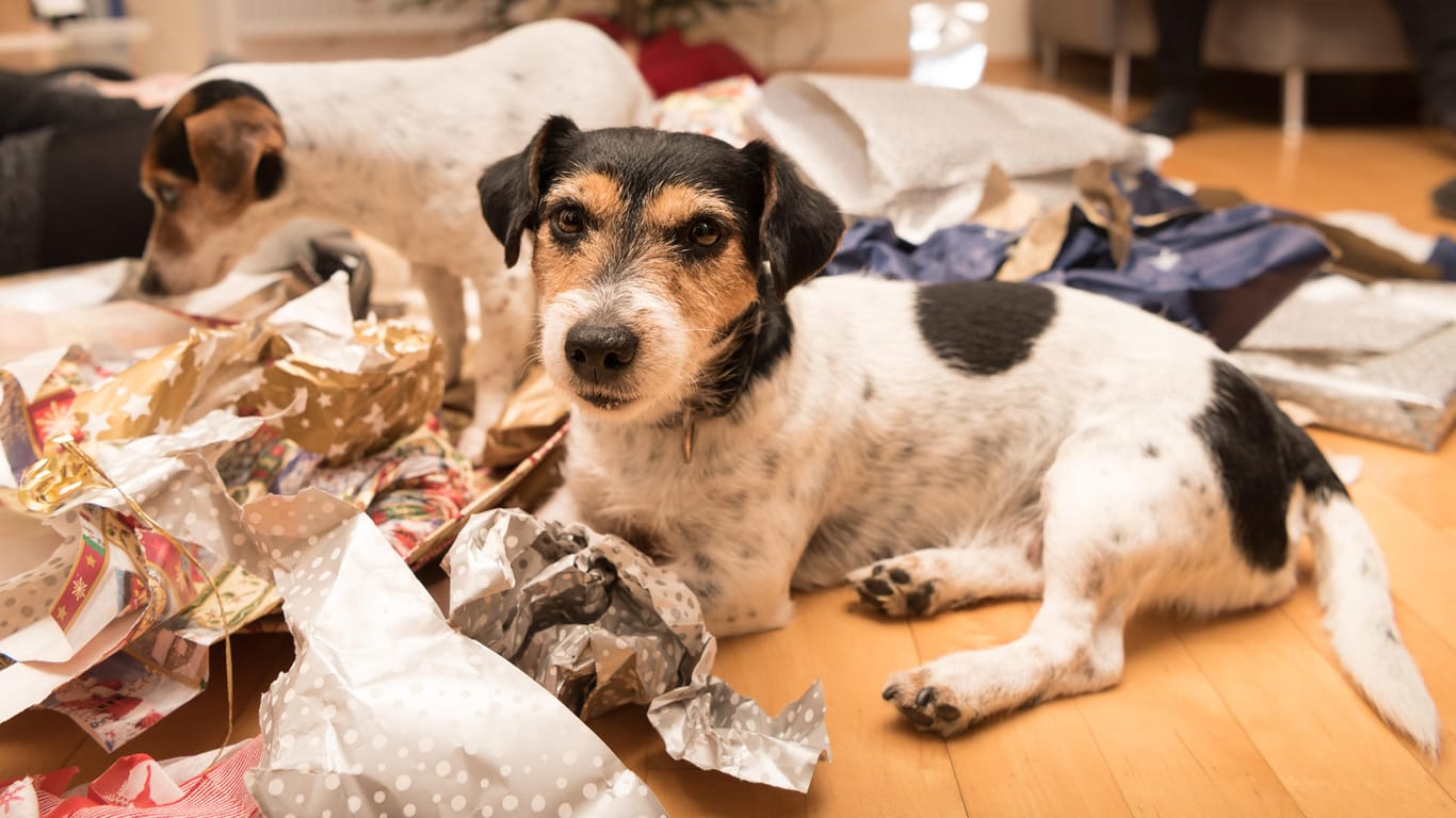 Hunde beim Auspacken: Viele Hunde lieben es, Geschenke auszupacken – nicht nur an Weihnachten.
