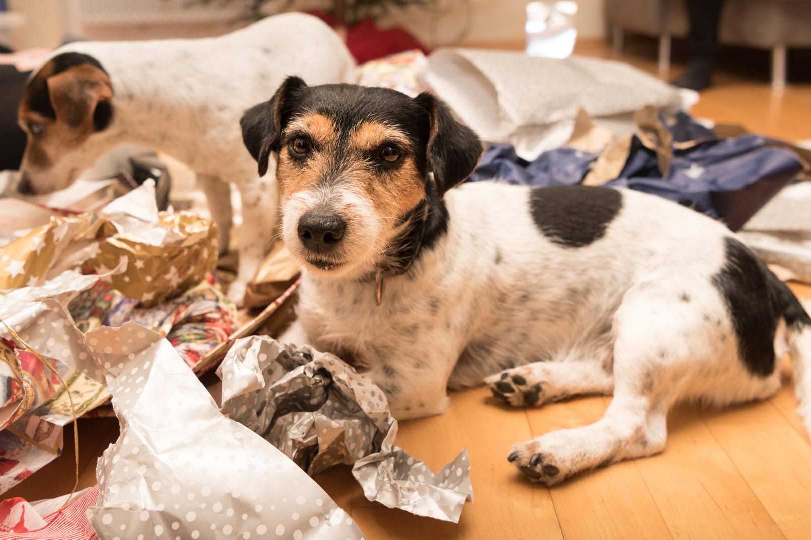 Hunde beim Auspacken: Viele Hunde lieben es, Geschenke auszupacken – nicht nur an Weihnachten.