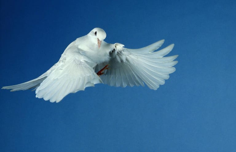 Die Pfingsttaube symbolisiert den Heiligen Geist, der bei der Taufe Jesu wie eine Taube über ihm schwebte.