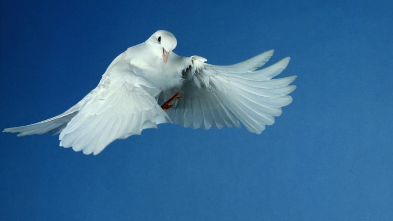 Die Pfingsttaube symbolisiert den Heiligen Geist, der bei der Taufe Jesu wie eine Taube über ihm schwebte.
