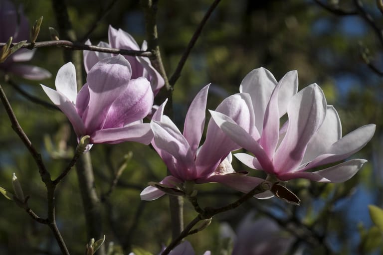 Pünktlich zum Pfingstfest stehen überall Magnolien in voller Blüte und Pracht.