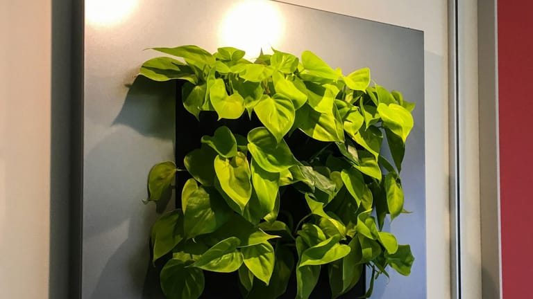 Pflanzenlampen: Sie können sogar in dunklen Ecken dafür sorgen, dass grüne Wandbilder gut gedeihen.