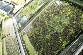 Pollen auf dem Auto: Viele Autofahrer befürchten, sie könnten den Lack angreifen.