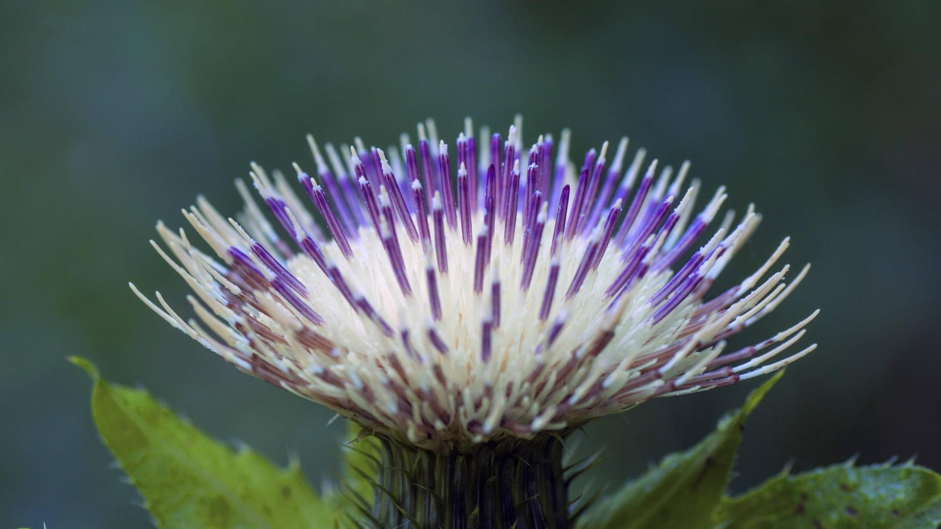 Kohlkratzdistel