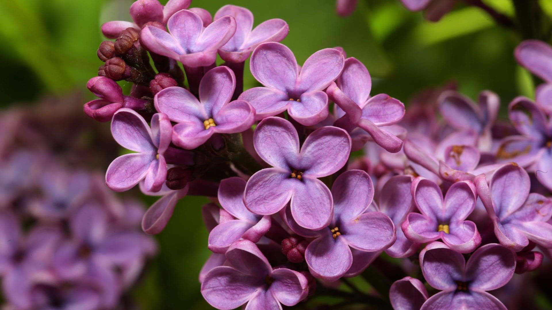 Fliederblüte