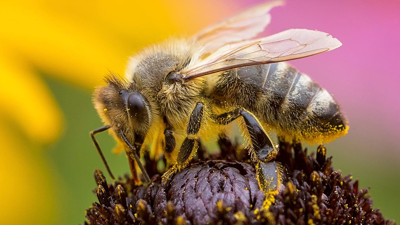 Biene in Nahaufnahme