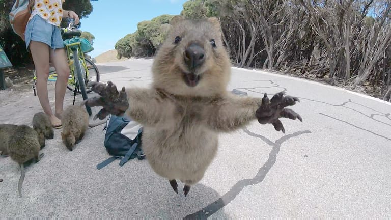 Schnappschuss vom Mini-Känguru wird Internet-Hit