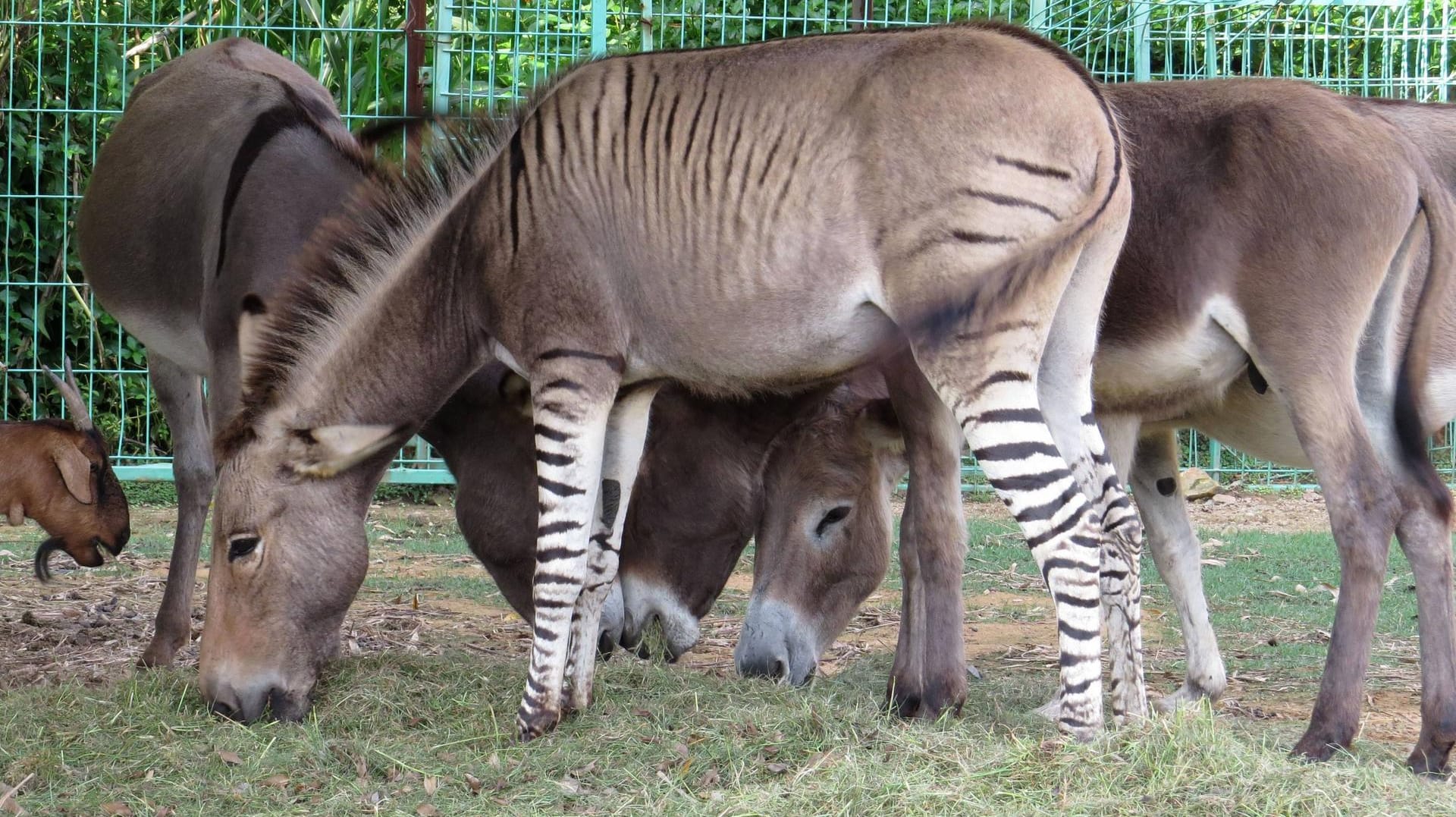 Zesel im Zoo