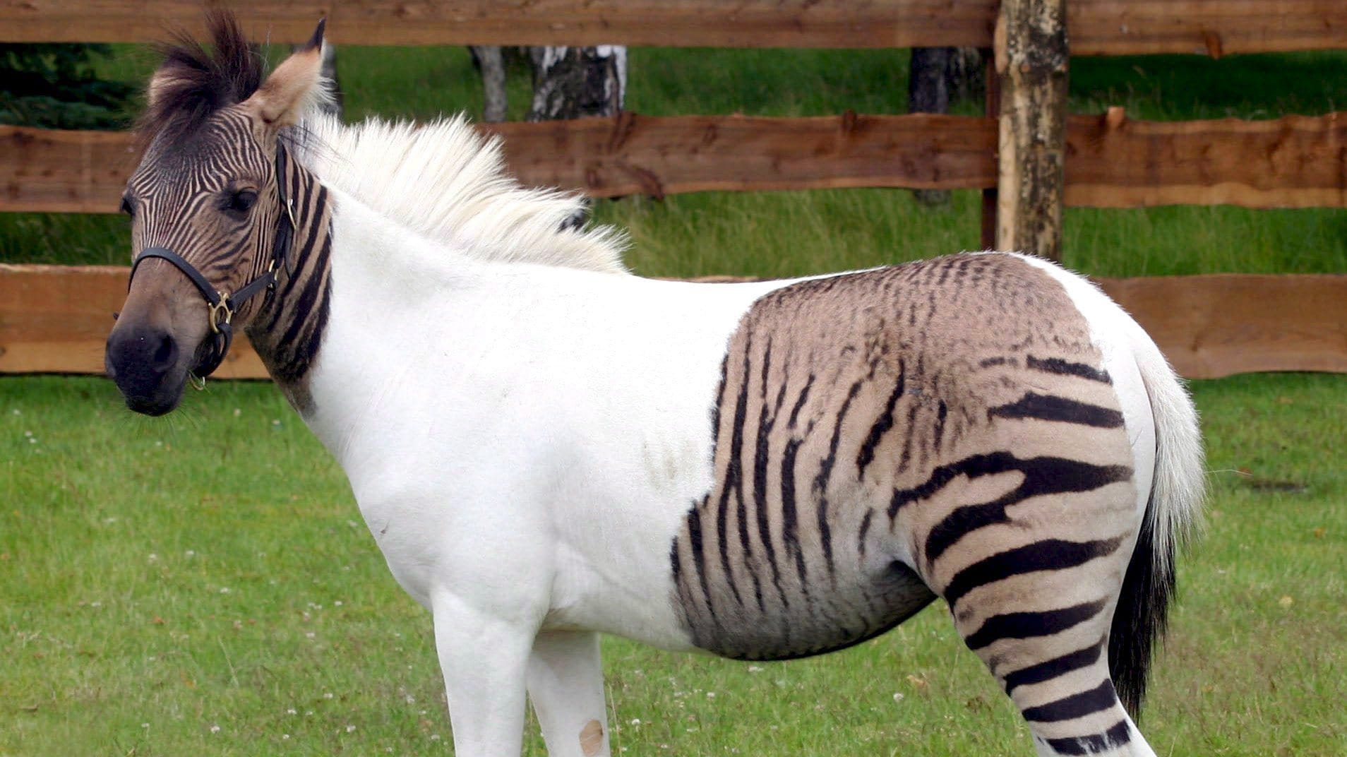 Zorse