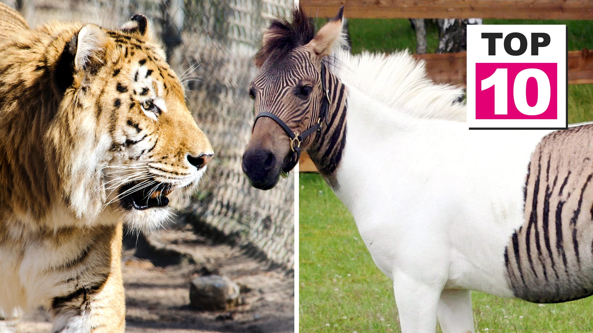 Ein Liger und ein Zorse