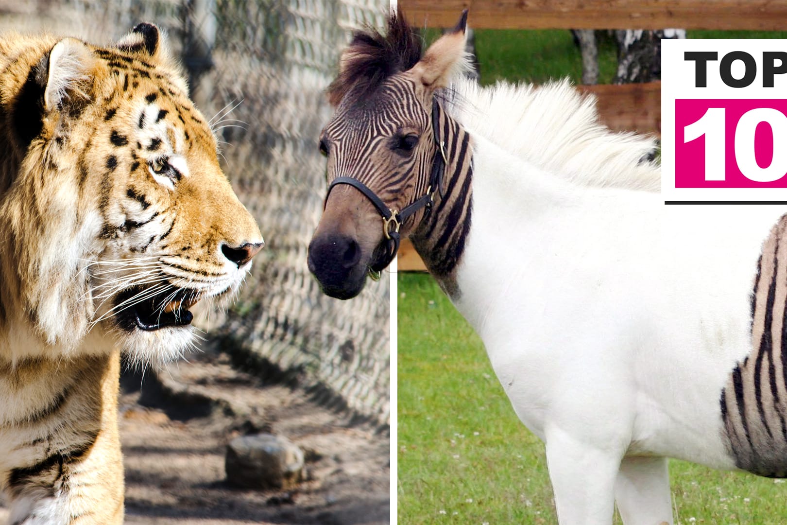 Ein Liger und ein Zorse