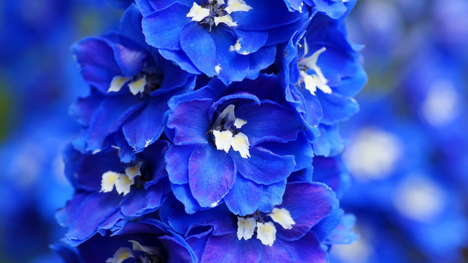 Blue Delphinium flowers.