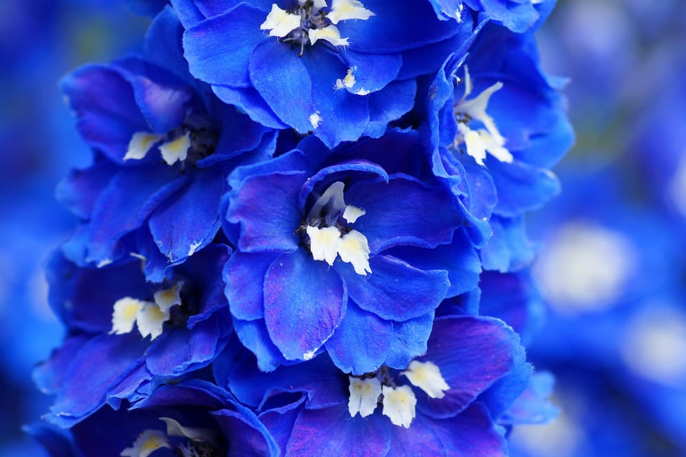 Blue Delphinium flowers.
