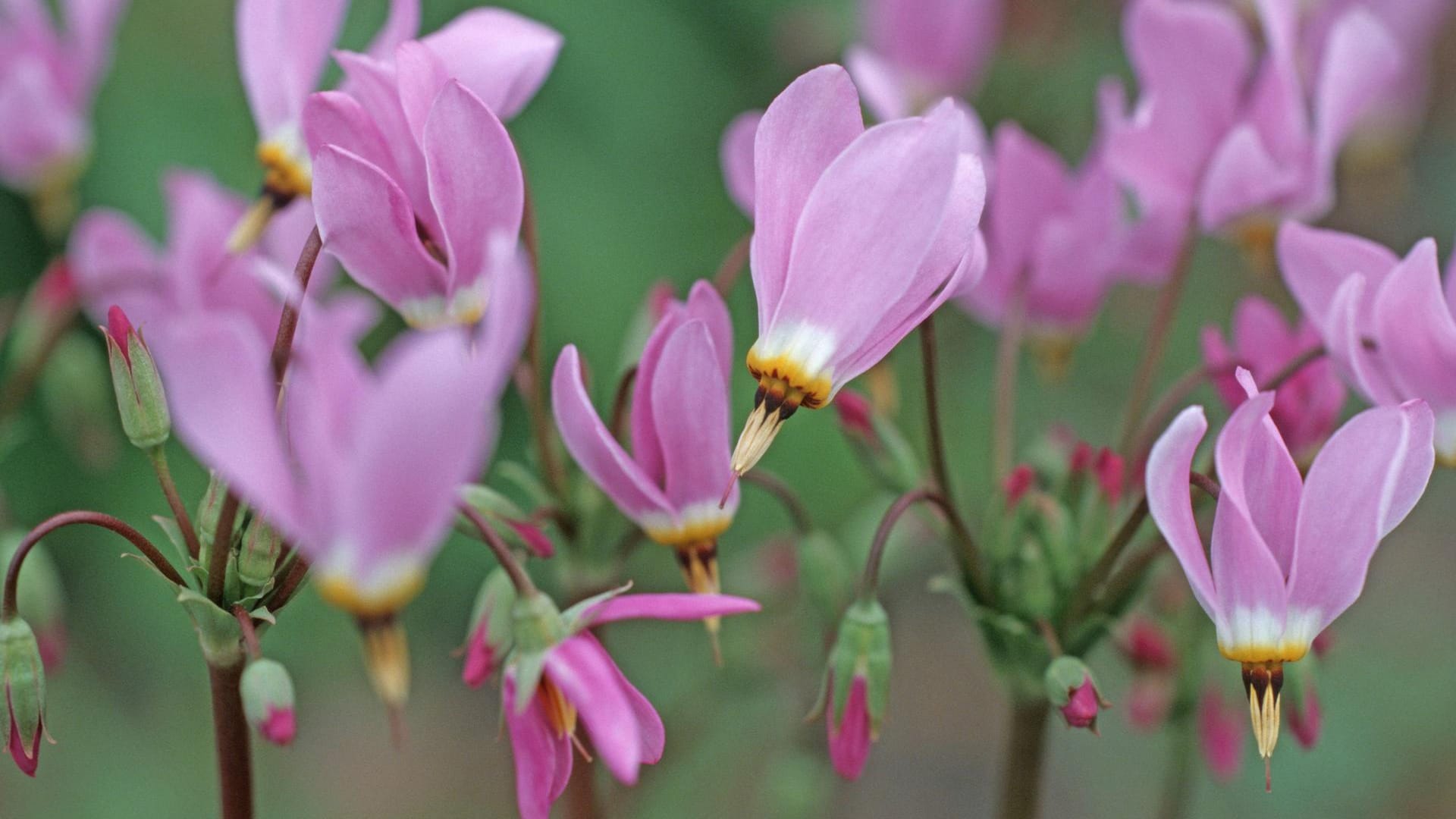 Götterblume (dodecatheon meadia)