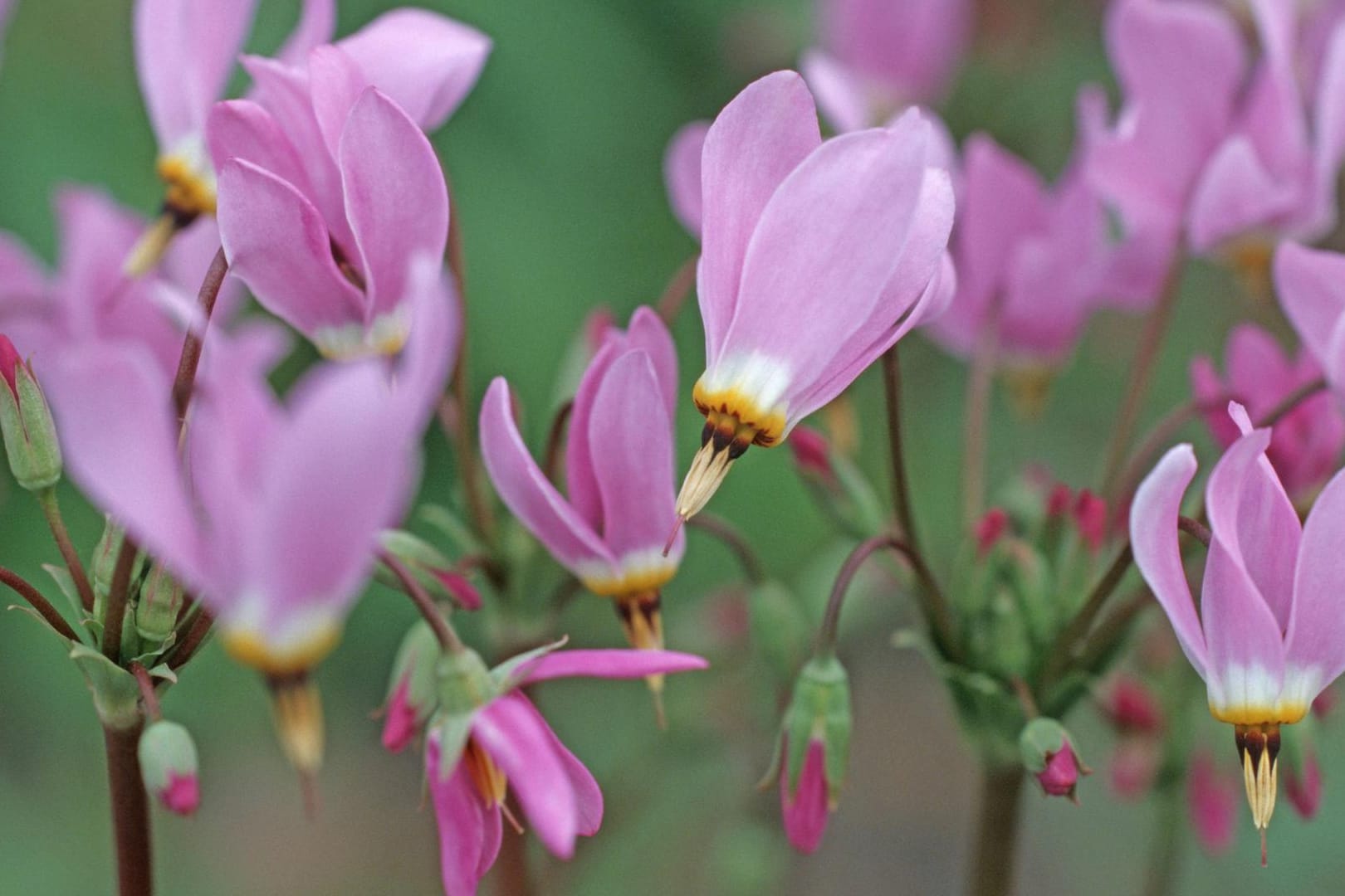 Götterblume (dodecatheon meadia)