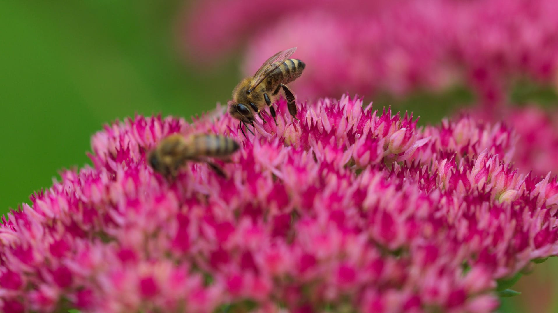 Wespen im Garten: Hobbygärtner wollen meistens Insekten fördern, aber zugleich ihre Ruhe haben.