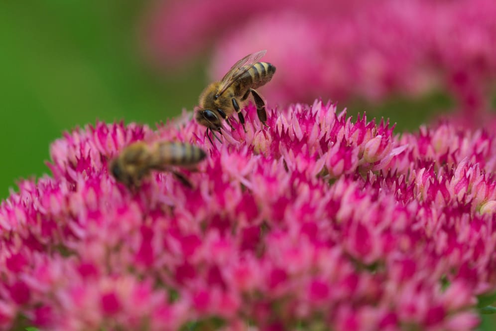 Wespen im Garten: Hobbygärtner wollen meistens Insekten fördern, aber zugleich ihre Ruhe haben.