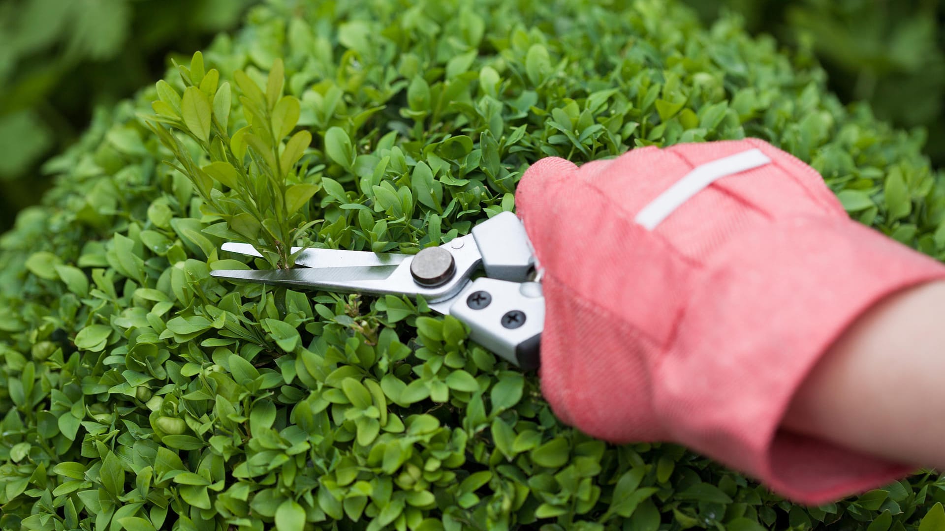 Hecke wird geschnitten