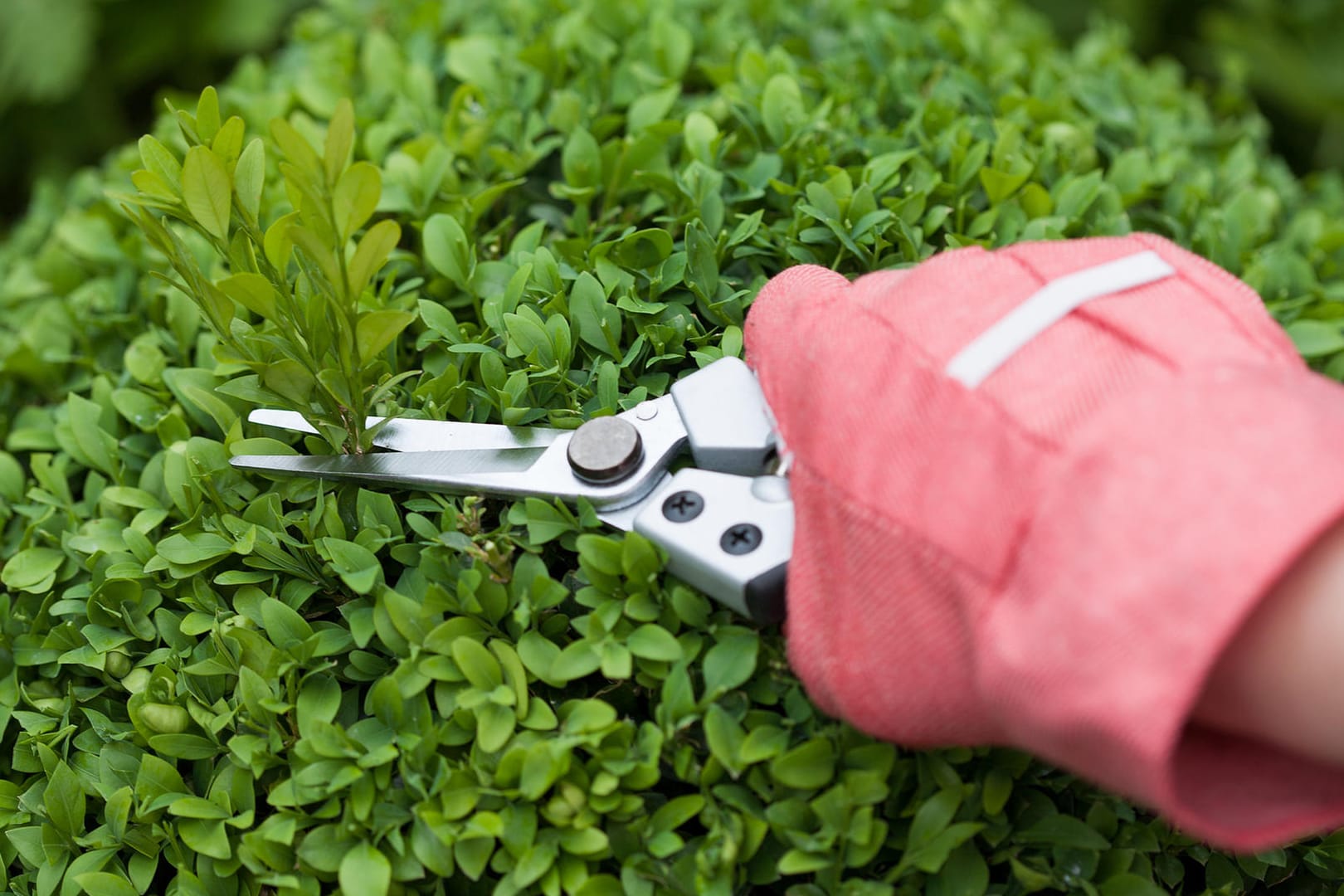 Hecke wird geschnitten