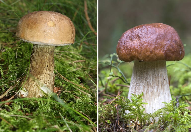 Achtung Doppelgänger: Links: Gemeiner Gallenröhrling (ungenießbar!), rechts: Steinpilz (Speisepilz)