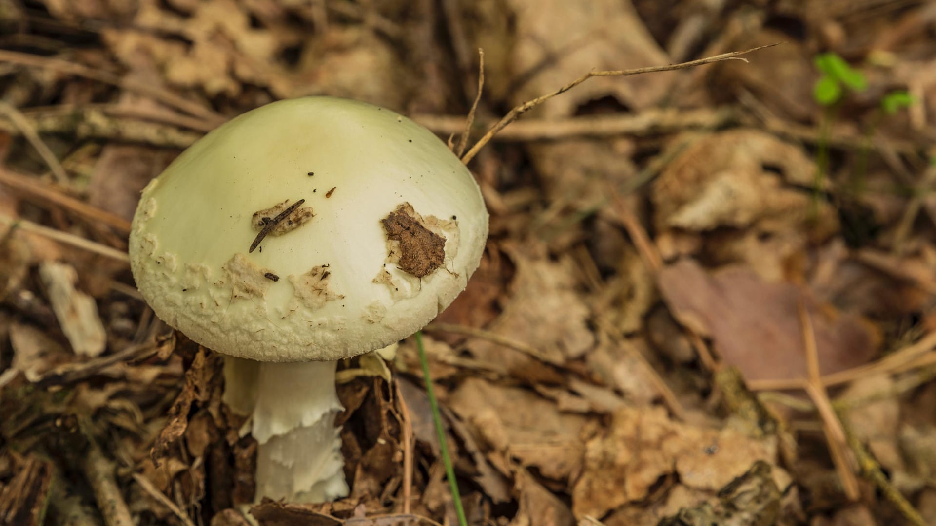 Amanita citrina