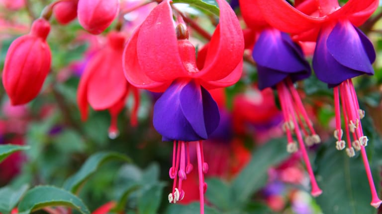 Fuchsie (Fuchsia): Die glockenförmig hängenden Blüten erscheinen den ganzen Sommer.