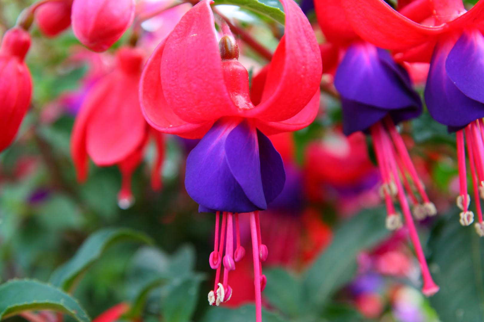 Fuchsie (Fuchsia): Die glockenförmig hängenden Blüten erscheinen den ganzen Sommer.