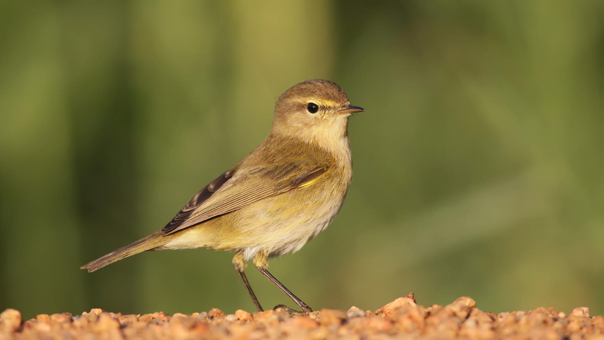 Ein Vogel sitzt auf dem Boden: Der Zilpzalp gehört zu den zehn häufigsten Vogelarten in Deutschland.