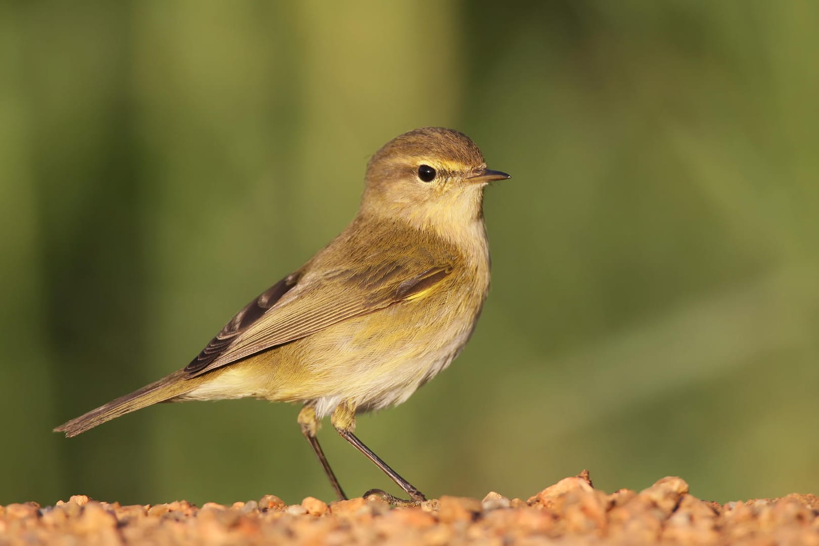 Ein Vogel sitzt auf dem Boden: Der Zilpzalp gehört zu den zehn häufigsten Vogelarten in Deutschland.