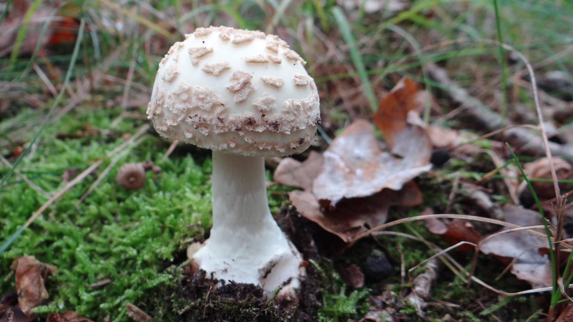 Gelber Knollenblätterpilz: Eine Vergiftung mit dem Pilz verläuft in der Regel nicht tödlich.