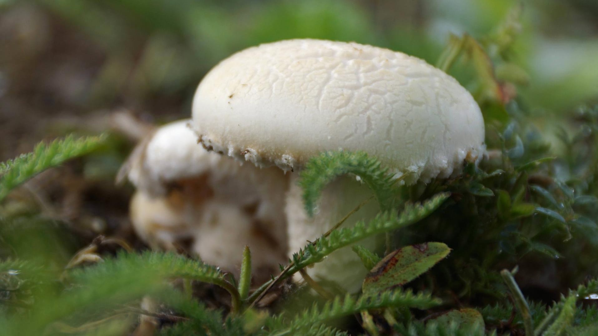 Weißer Knollenblätterpilz: Er sieht aus wie ein Champignon, ist aber tödlich.