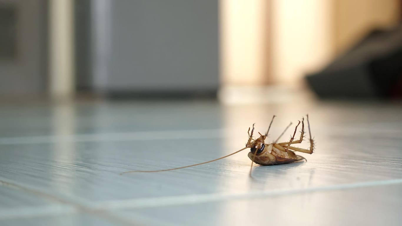 Schaben: Die Insekten können ein Risiko für die Gesundheit darstellen – ihre Bekämpfung aber auch.