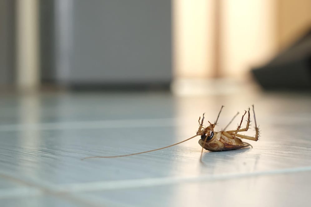 Schaben: Die Insekten können ein Risiko für die Gesundheit darstellen – ihre Bekämpfung aber auch.