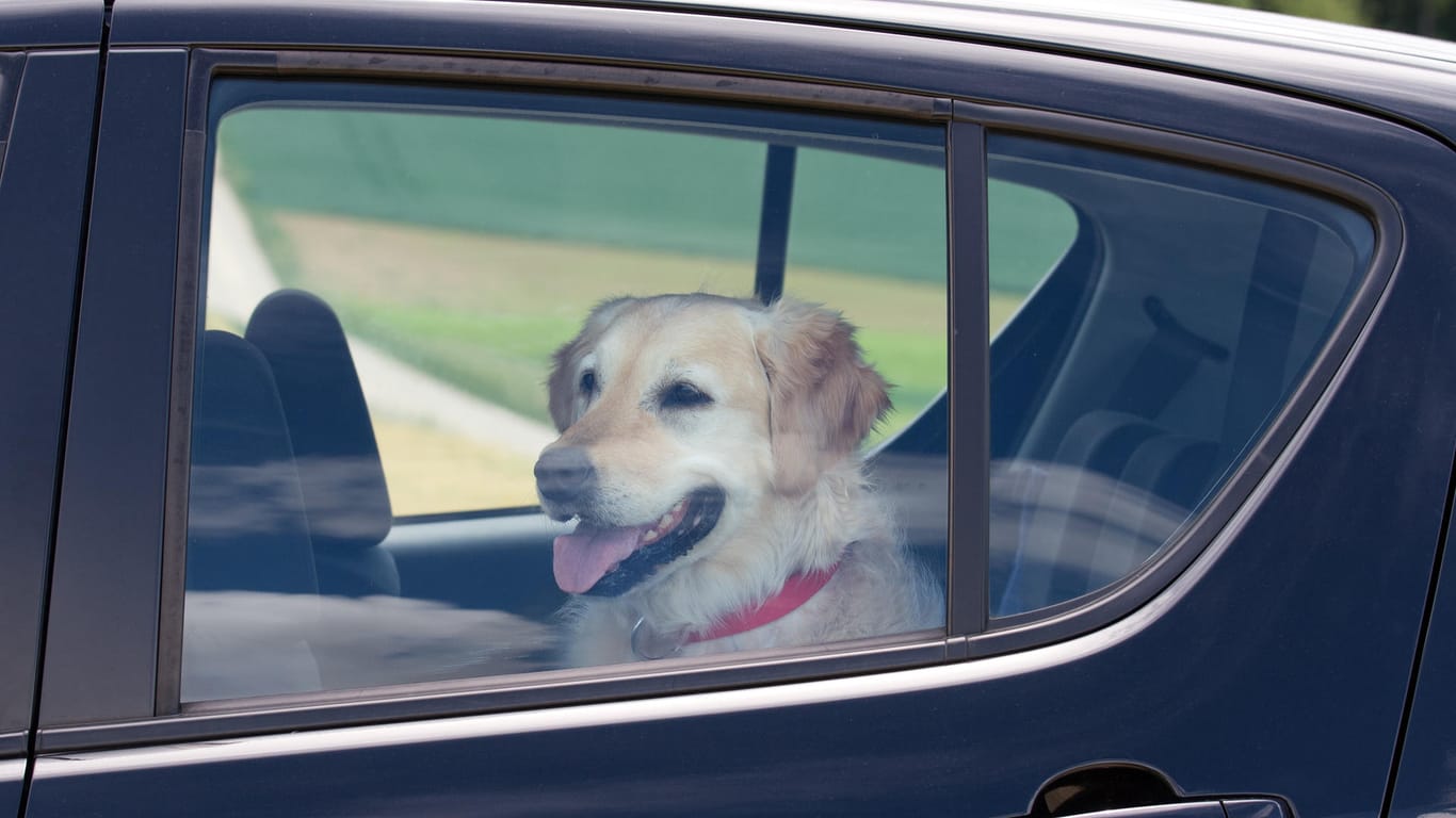 Hund wartet im Auto: Niemals lässt man Kinder oder Haustiere allein zurück, auch nicht ganz kurz. Denn man kann nie wissen, ob irgendetwas Ungeplantes dazwischenkommt.
