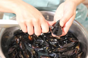 Miesmuscheln zubereiten: Die Schalentiere sollten vor der Verwendung gründlich gewaschen und vom Muschelbart befreit werden.