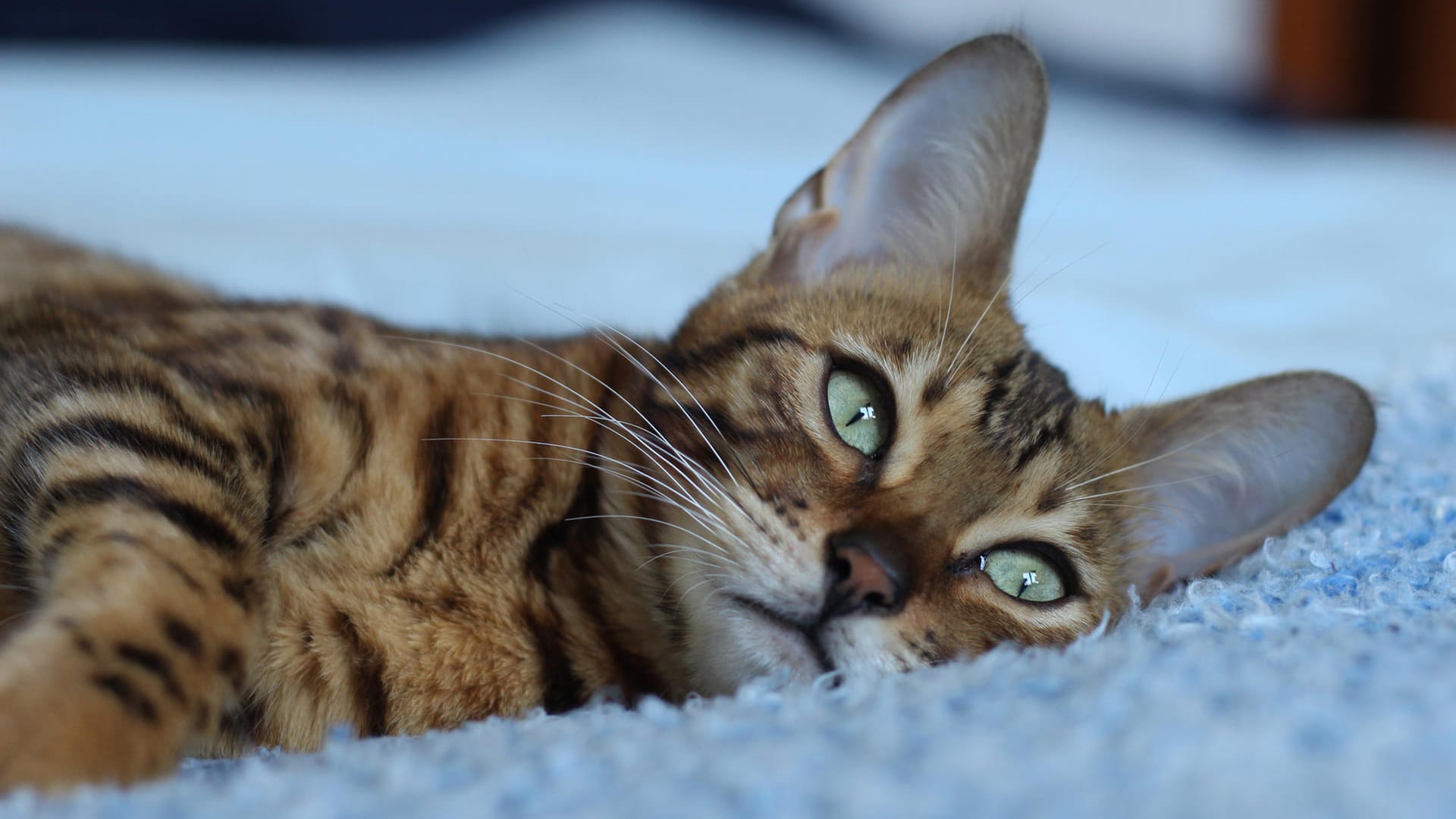 Liegende Katze: Ob eine Katze an Aids erkrankt ist, lässt sich mit Hilfe eines Bluttests in der Tierarztpraxis feststellen.