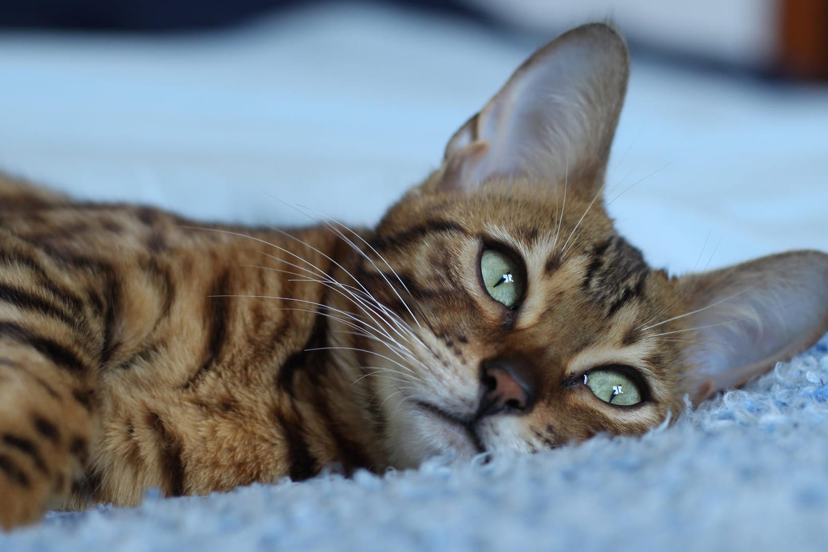 Liegende Katze: Ob eine Katze an Aids erkrankt ist, lässt sich mit Hilfe eines Bluttests in der Tierarztpraxis feststellen.