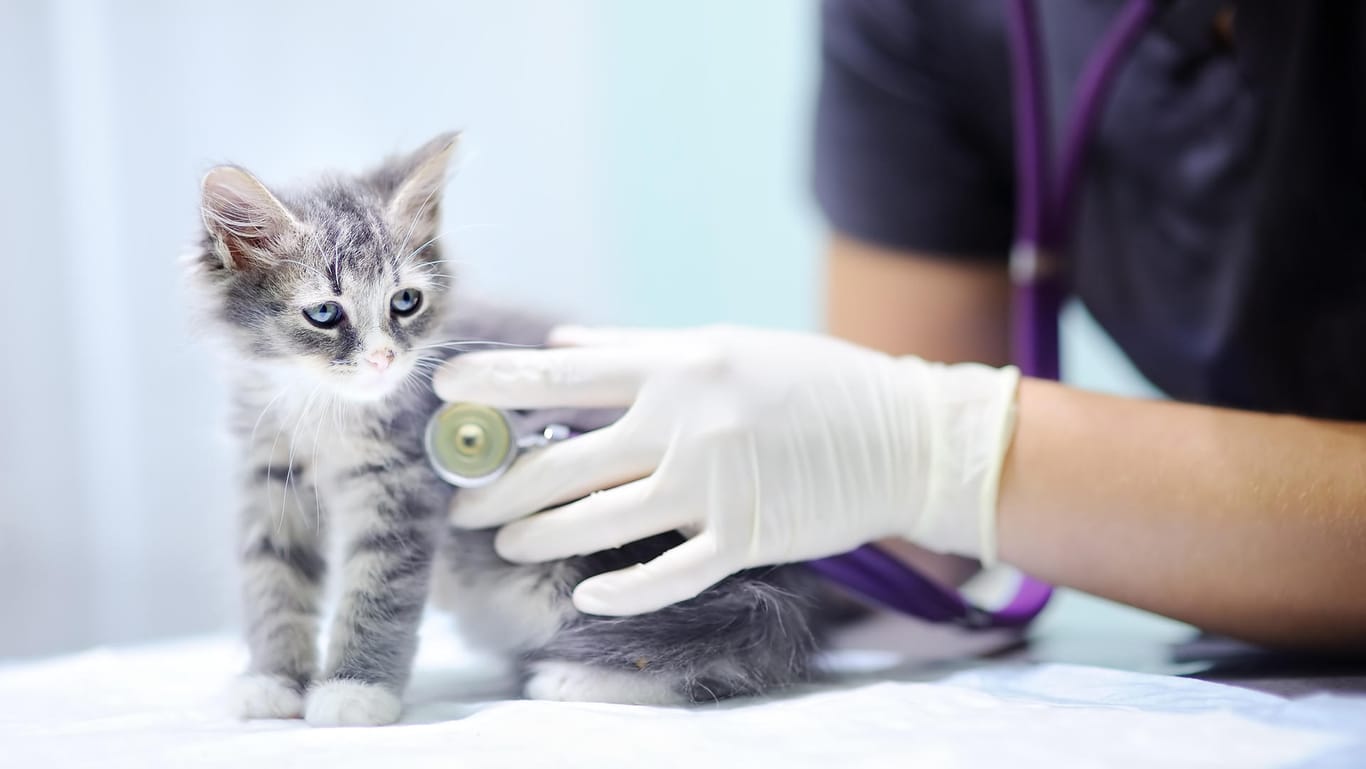 Katze beim Tierarzt: Da Katzen ihre Schmerzen oft nicht zeigen, ist eine jährliche Kontrolluntersuchung ratsam.